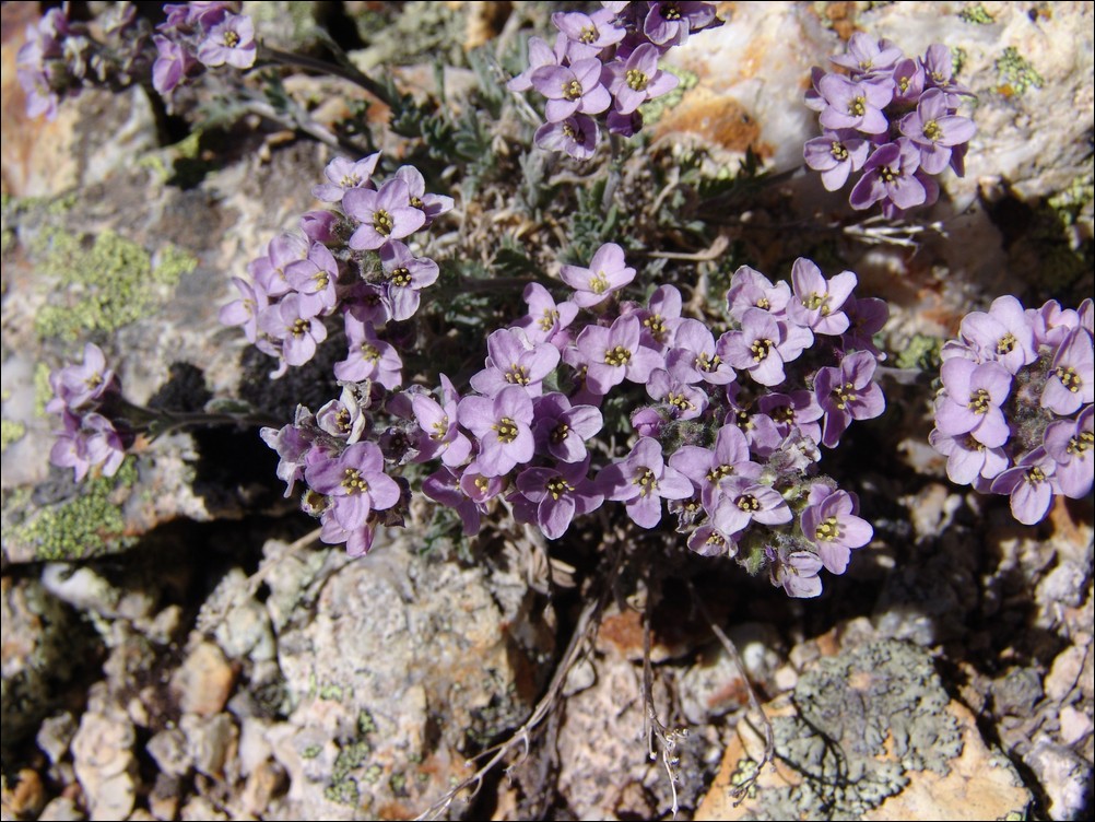 Purple Flowers